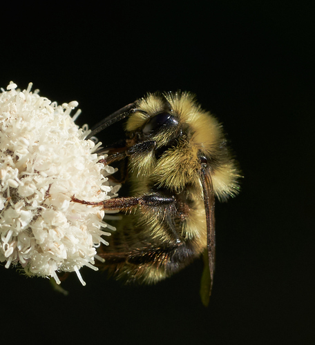 iNaturalist observation photo of Pyrobombus