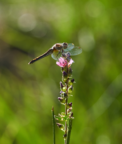iNaturalist observation photo of Skimmers