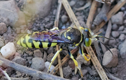 iNaturalist observation photo of Steniolia tibialis