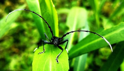 Capricorn beetle, 02000 Mons-en-Laonnois, France, photo 6 of 10