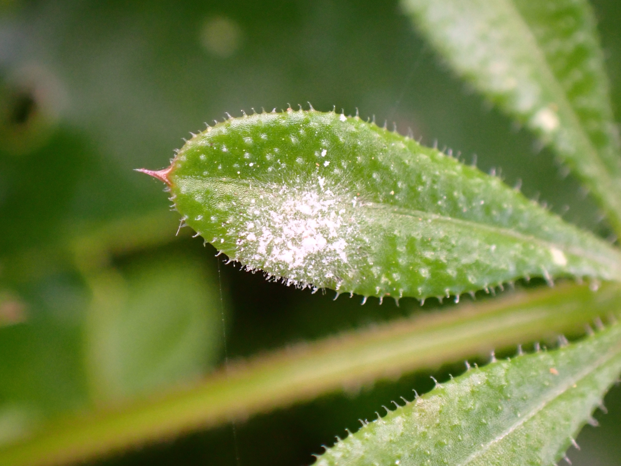 Neoerysiphe galii