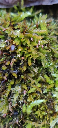 Image of Rhynchostegium murale by (c) Ondřej Křivan, some rights reserved (CC BY)