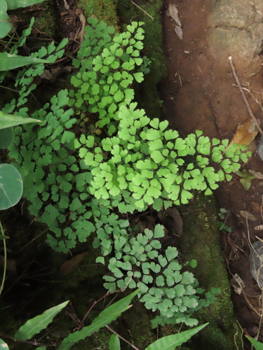 Adiantum raddianum observed 2025-02-08