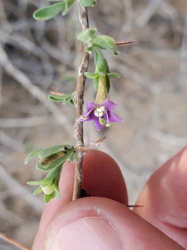 Parish's desert-thorn (Lycium parishii)