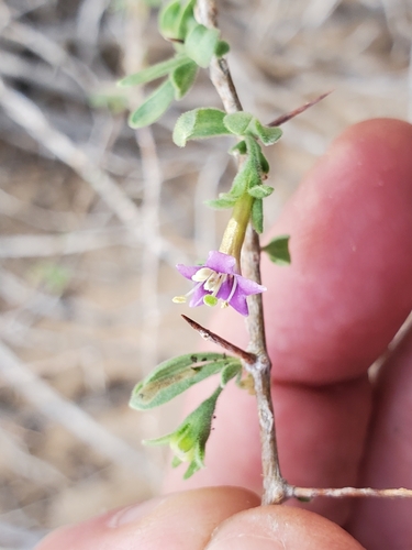 Lycium parishii, photograph 5
