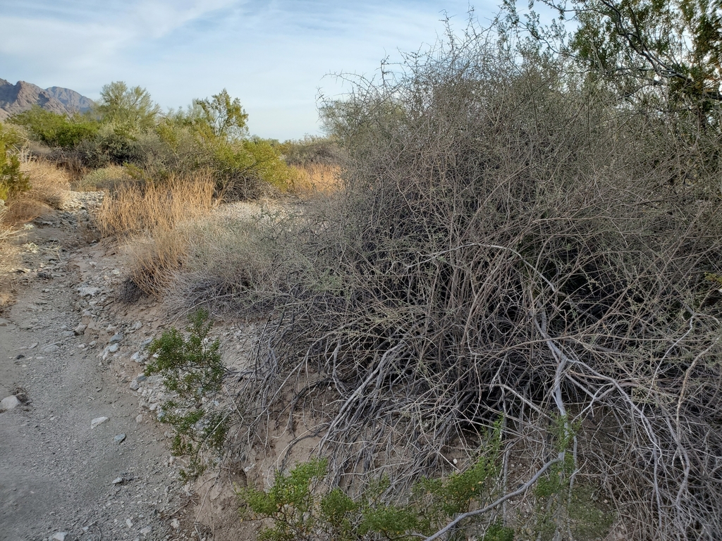 Lycium parishii; photograph (c) Bob Miller, some rights reserved (CC BY)