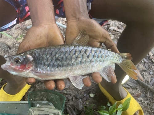 True big-scale tetra (Brycinus macrolepidotus) — Alestidae — 2
