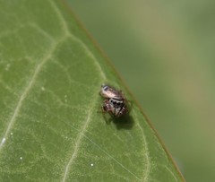 Sassacus