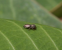 Sassacus