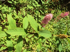 Spiraea × billardii