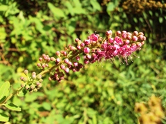 Spiraea × billardii