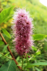 Spiraea × billardii