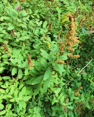 Spiraea × billardii