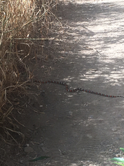 Lampropeltis multifasciata