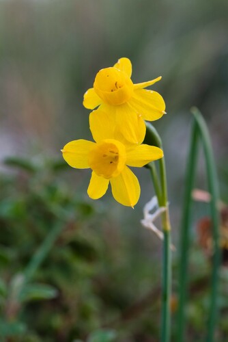 Narcissus calcicola, photograph 3