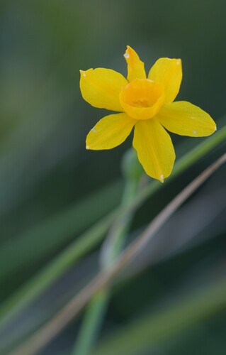 Narcissus calcicola, photograph 4