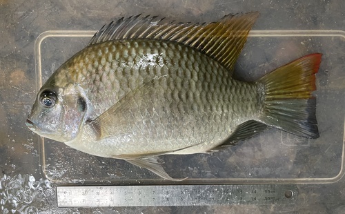 Walter's tilapia (Coptodon walteri) — Cichlidae — 3