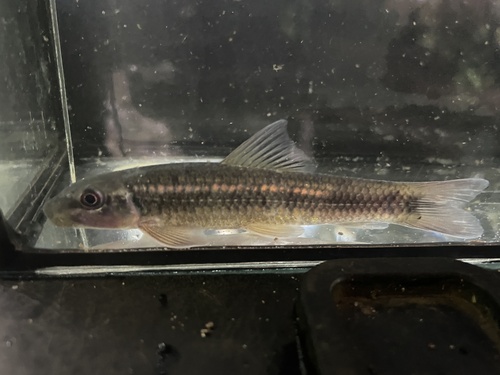 Alluauds labeo (Labeo alluaudi) — Cyprinidae
