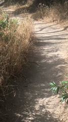 Lampropeltis multifasciata