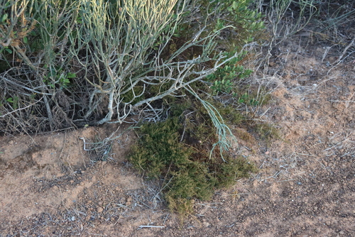 Image of Thesium pungens by (c) Tony Rebelo, some rights reserved (CC BY-SA)