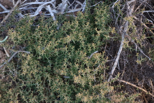 Thorn Rootthug (Thesium pungens)