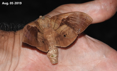 Paralebeda plagifera