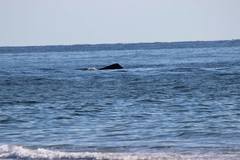 Eubalaena glacialis