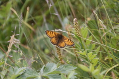 Melitaea arcesia