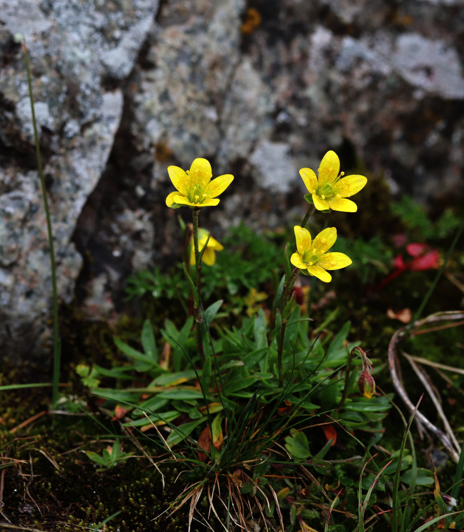 Saxifraga hirculus
