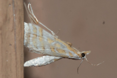 Leptosteges parthenialis