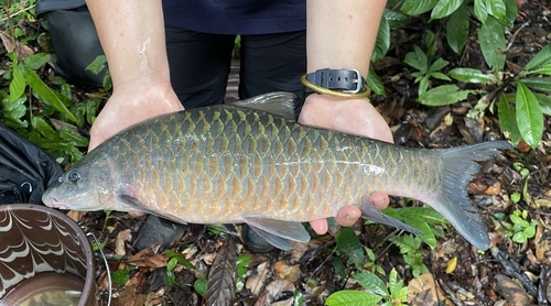 Wurtz's barb (Labeobarbus wurtzi) — Cyprinidae — 2