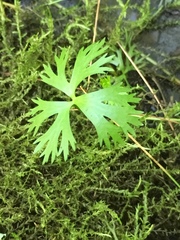 Ranunculus flabellaris