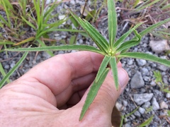 Euphorbia dentata