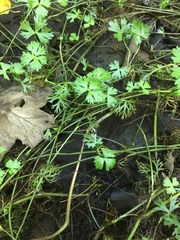 Ranunculus flabellaris