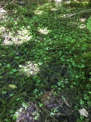 Ranunculus flabellaris