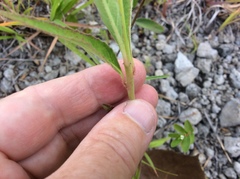 Euphorbia dentata
