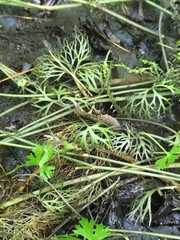 Ranunculus flabellaris