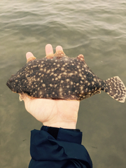 Paralichthys lethostigma