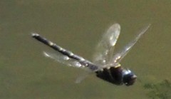 Macromia