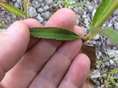 Euphorbia dentata