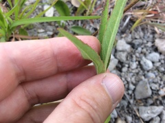 Euphorbia dentata