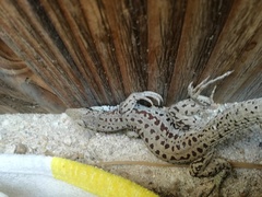 Aspidoscelis maximus