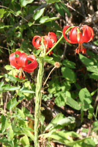Lilium chalcedonicum, photograph 5