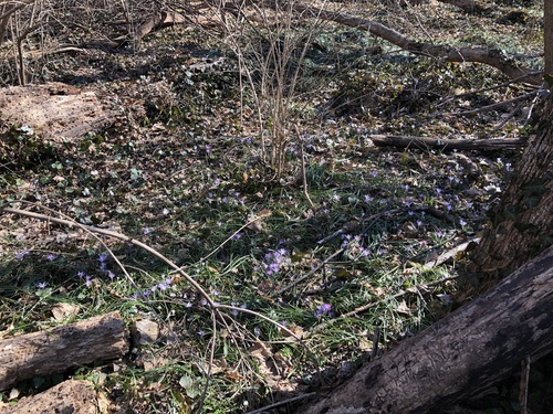 Crocus tommasinianus
