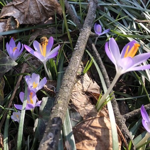 Crocus tommasinianus