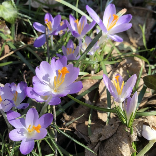 Crocus tommasinianus