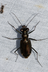 Eunota severa
