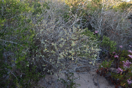 Image of Salvia lanceolata by (c) Tony Rebelo, some rights reserved (CC BY-SA)