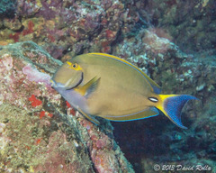 Acanthurus dussumieri