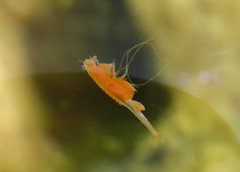 Chirocephalus marchesonii